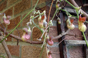 Aristolochia calafornica